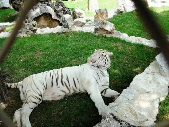 Belgrade Zoo