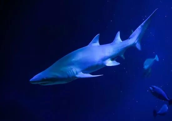 Aquarium Oniria