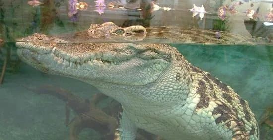 Tropiquarium de Servion