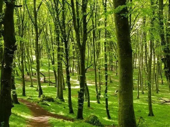 Faggeta del Monte Cimino