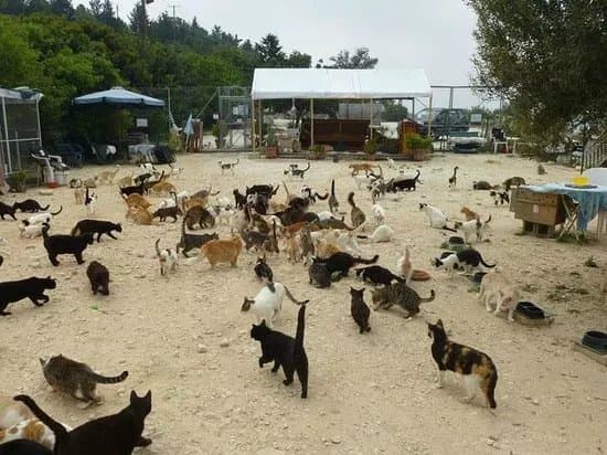 Tala Monastery Cat Park