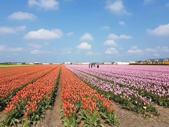 The Flower Bulb Region