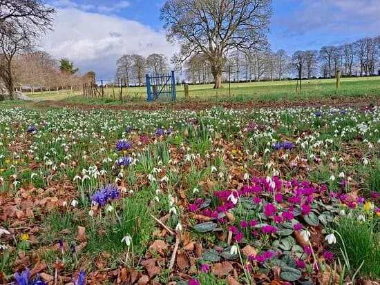 Bellfield House Gardens