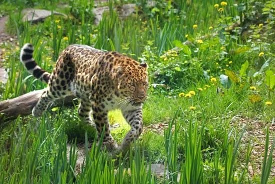 Zoo des Sables