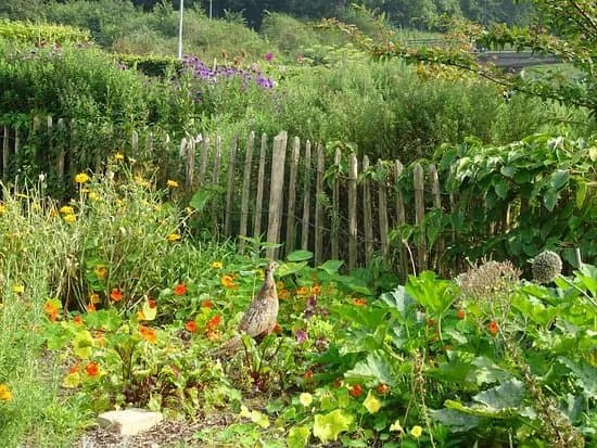 Slottstradgarden