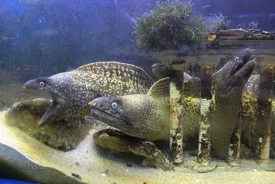 Aquarium Of Faliraki (Aquaworld)