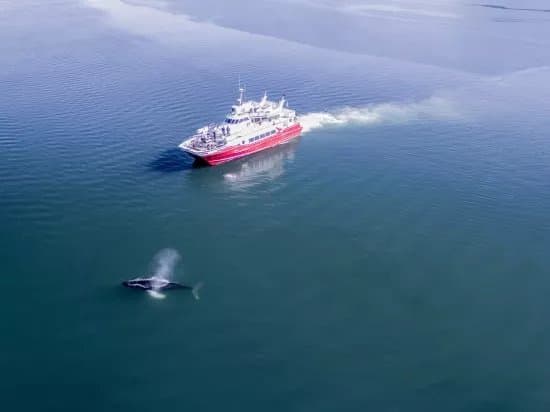 Elding Whale Watching Akureyri