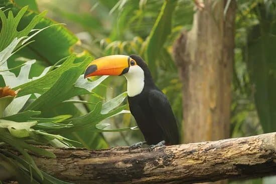 Pantropica