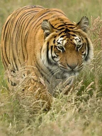 Knowsley Safari