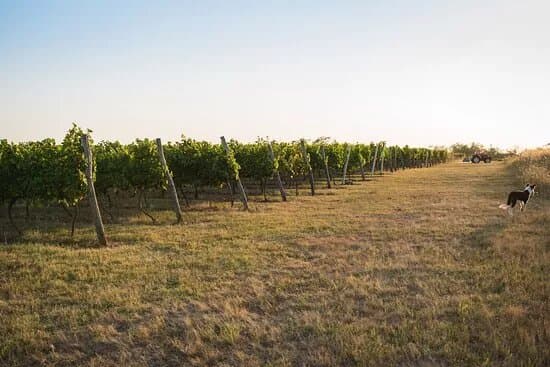Prisoe Winery