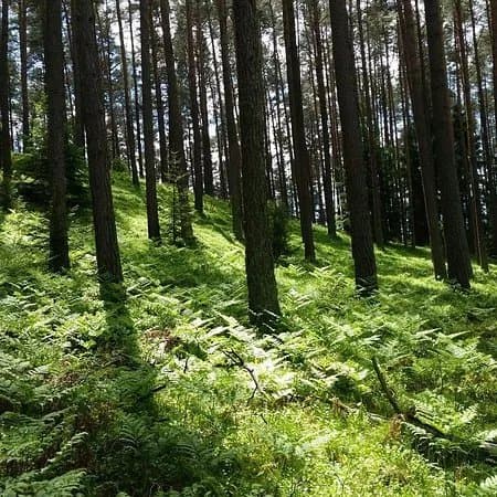 Jelenia Wyspa