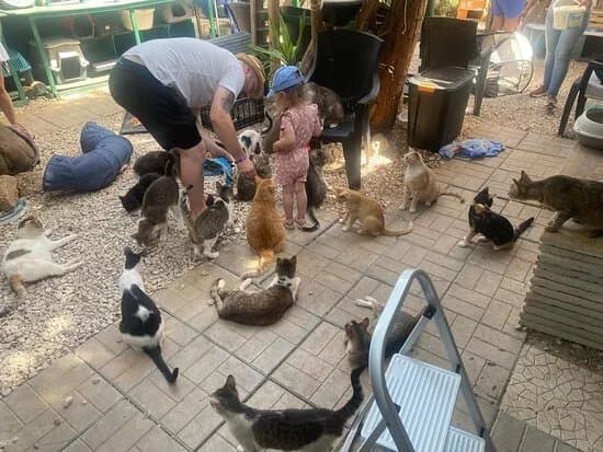 Kallithea Cats