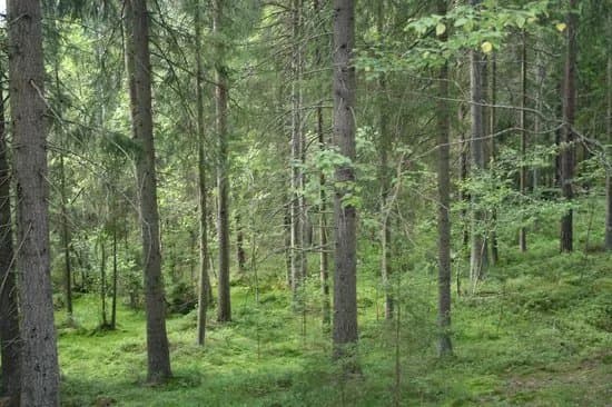 Naturreservatet Skurugata & Skuruhatt