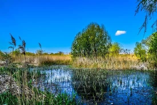 Parcul National Vacaresti