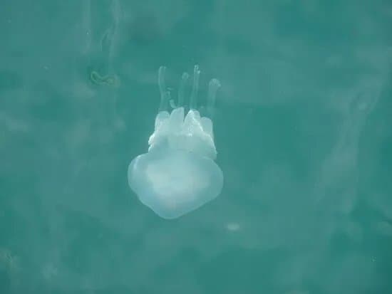Molo