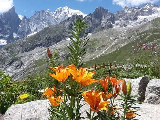 Alpine Botanical Garden Saussurea
