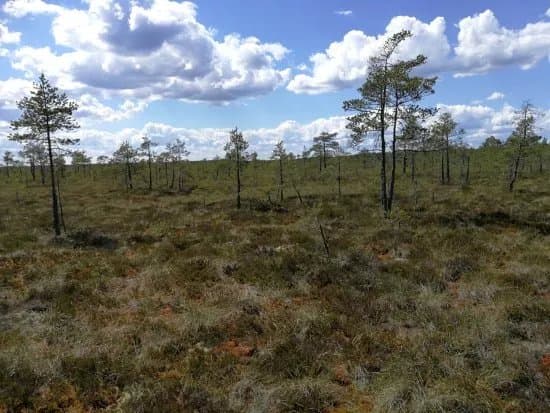 Puurijarvi-Isosuo National Park