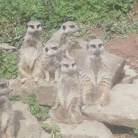 Wild Encounters Mini Zoo