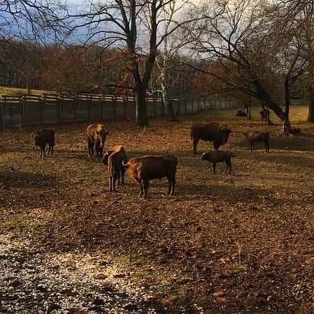 Topolcianky Bison Park