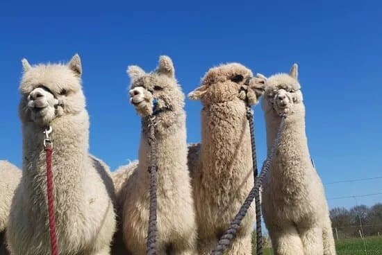 Charnwood Forest Alpacas