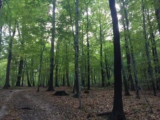 Wolski Forest