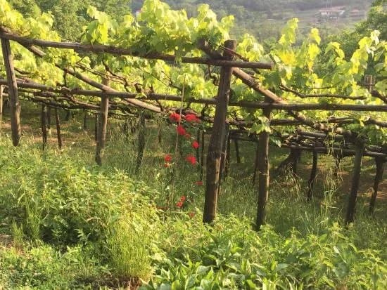 Tenuta San Francesco