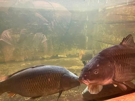 Biberhof & Aquarium