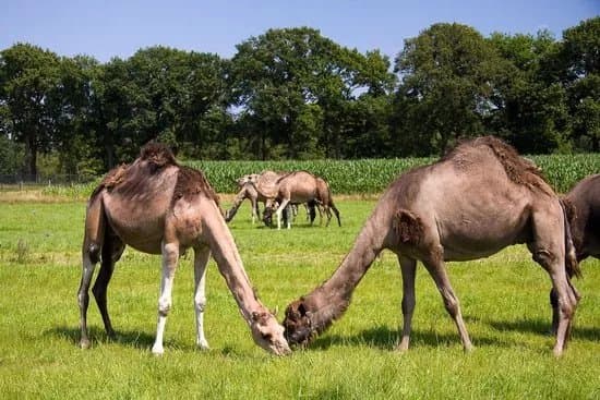 Camel Dairy Smits