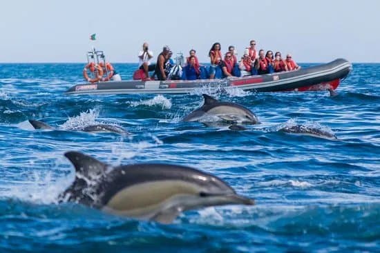 Dolphins Driven