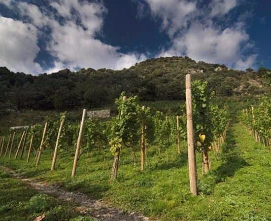Bodega Casa Beal