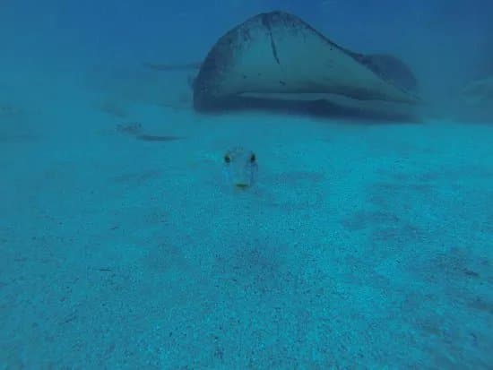 Club de Buceo Rincon de Arona