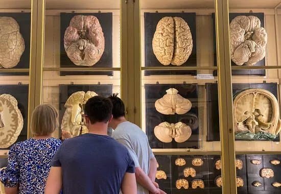 Museo Delle Cere Anatomiche