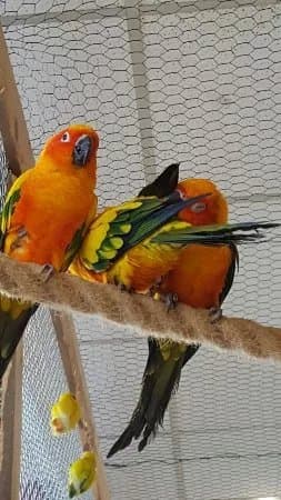 Papugarnia