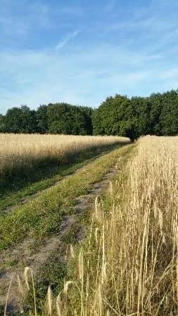 Het Reestdal