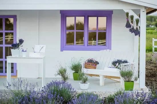 Nucul din lavanda