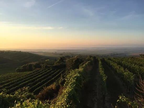 Weingut Bernhard Ott
