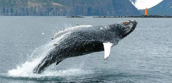 Whale Watching Hauganes