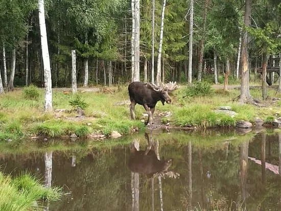 Smalandet Markaryds Algsafari