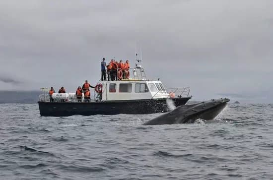 Blasket Islands Eco Marine Tours