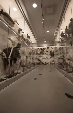 Vilnius University Zoological Museum