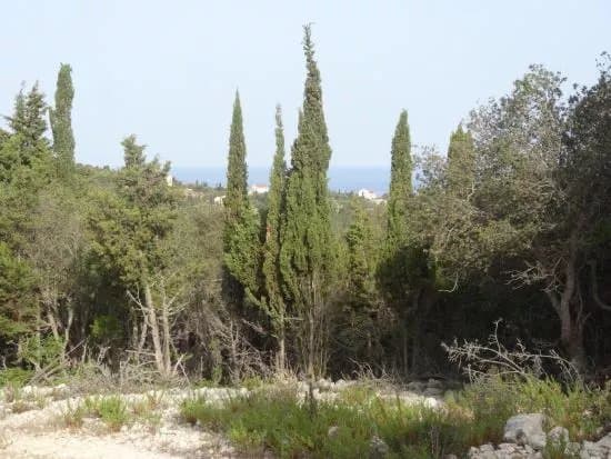 The Cypress Trail