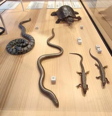 Haus der Museen