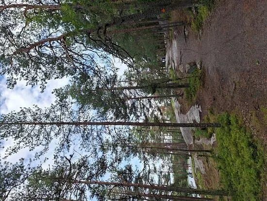 Sarvikallio