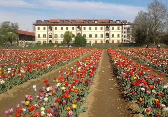 Tulipani Italiani Arese