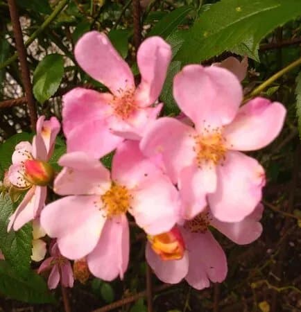 Rosenhaven