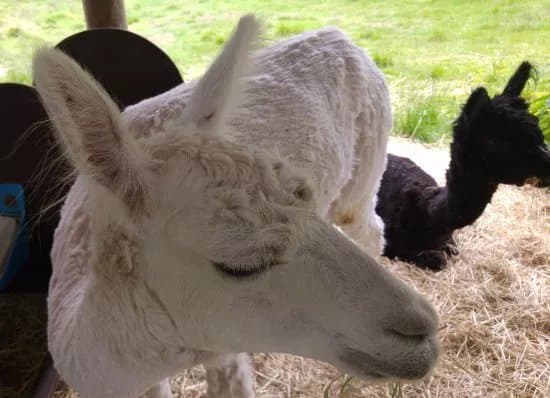 Escurial Animal and Flower Park