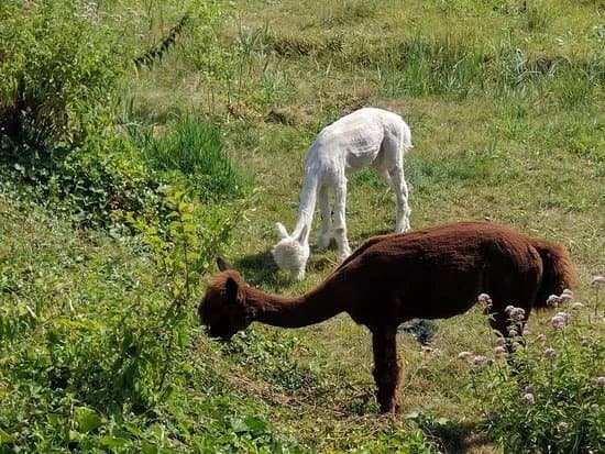Almere Jungle