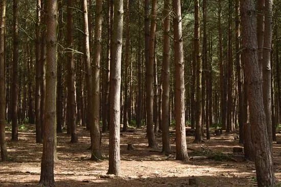 Cannock Chase Forest