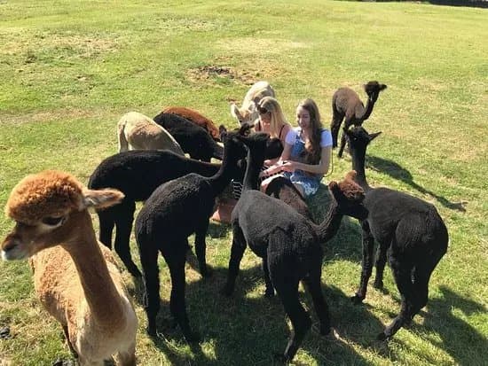 Alpaca Encounters