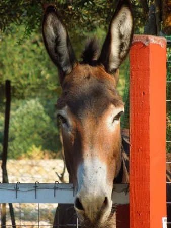 Donkey Trekking Kefalonia